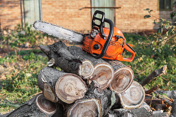 Best Tree Root Removal  in Paw Paw, MI